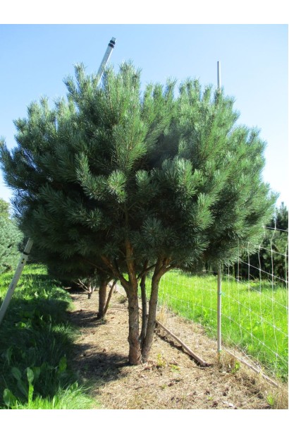 Pinus sylvestris Watereri on shtamb